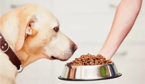 غذای مناسب براس سگ عقیم شده