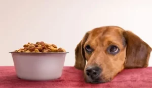 خوراکی های غیر مجاز برای سگ