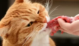 خوراکی ها و غذاهای مضر برای گربه